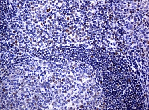 JUN / c-Jun Antibody (clone UMAB49, Carrier-free)