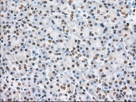 CYP1A2 Antibody (clone OTI8F1)