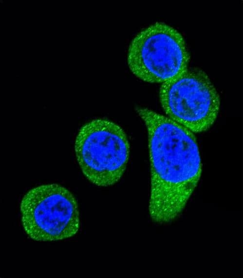 CRHR2 / CRF2 Receptor Antibody (aa243-272)