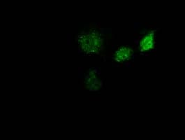 GBP5 Antibody (clone OTI8D8)