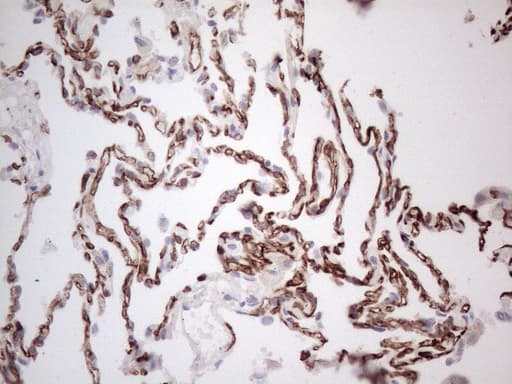 CD34 Antibody (aa312-385, clone OTI11A5, Carrier-free)