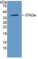 ARG1 / Arginase 1 Antibody