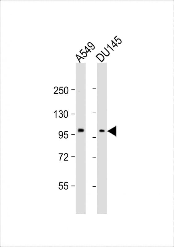 Polyclonal Rabbit anti-Human SEMA4B / Semaphorin 4B Antibody (aa371-405, WB)