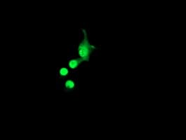 Monoclonal Mouse anti-Human ACD / PTOP Antibody (clone OTI1C8, IF, WB)
