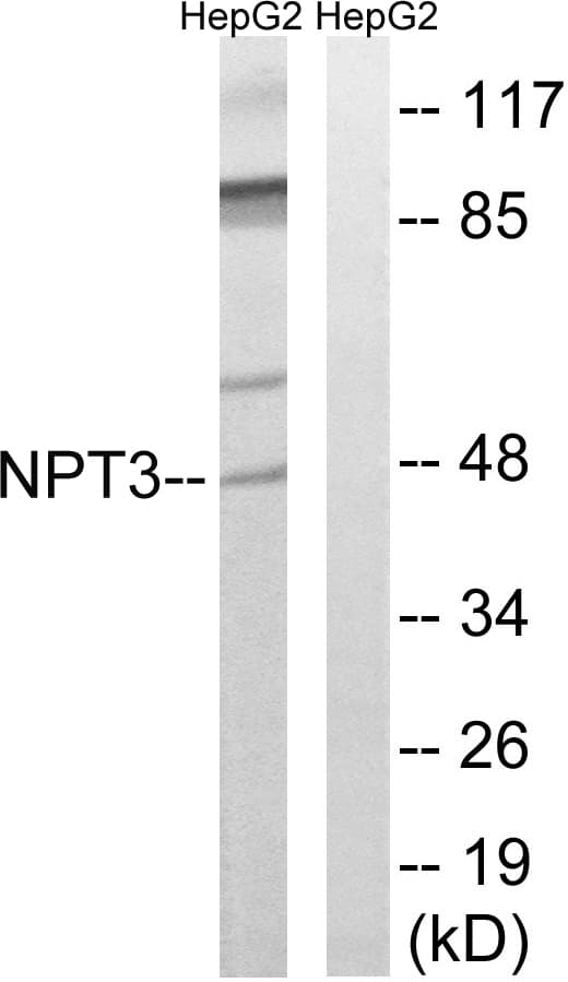 SLC17A2 Antibody (aa213-262)
