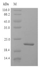 Cow IFNAG Protein (Recombinant 6His, N-terminus)