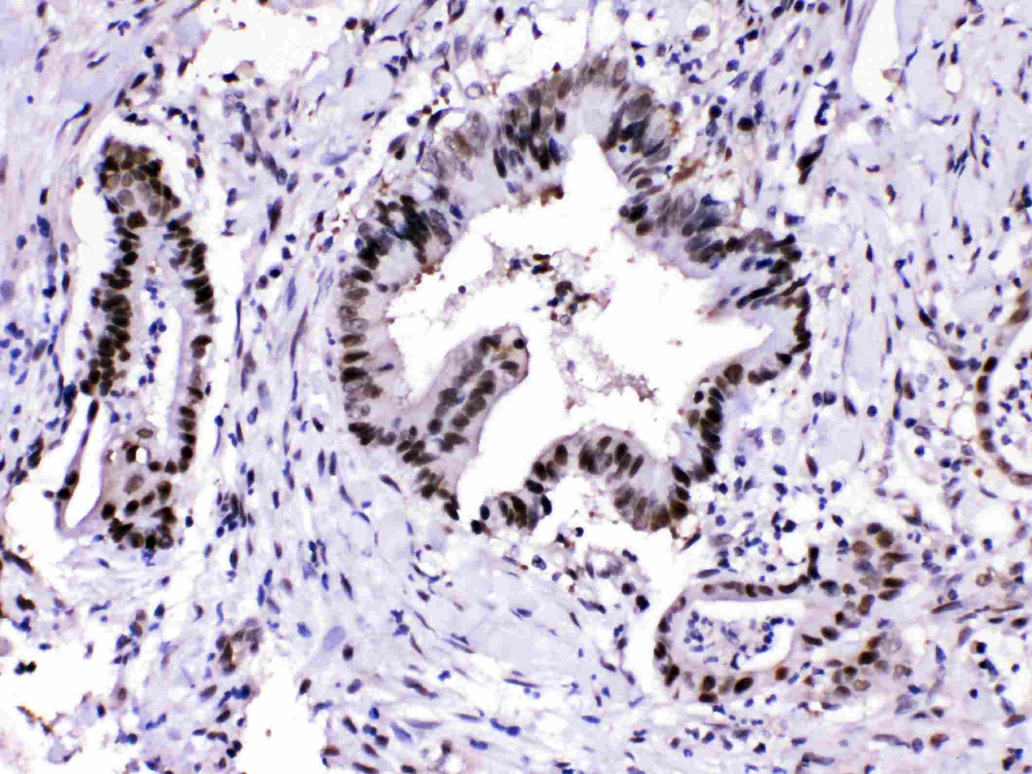 PSMA3 Antibody