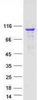 Human KIF3C Protein (Recombinant Myc-DDK (Flag))