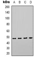 COX10 Antibody (Internal)