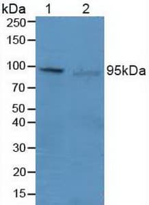 BLIMP1 / PRDM1 Antibody (aa83-203)