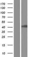 LDHA / LDH1 Protein (Over-Expression Lysate Myc-DDK (Flag))