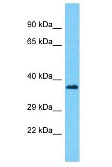 PUS7L Antibody (aa55-104)