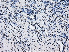 HDAC10 Antibody (clone OTI2H6)