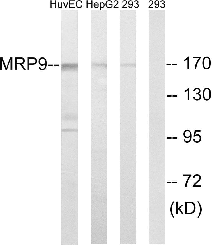 ABCC12 / MRP9 Antibody