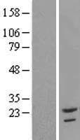 TAF12 Protein (Over-Expression Lysate Myc-DDK (Flag))