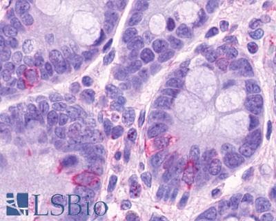 IHC-plus™ O3FAR1 / GPR120 Antibody (Cytoplasmic Domain)