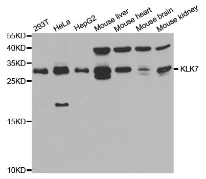 KLK7 / Kallikrein 7 Antibody