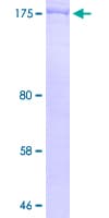 Human TLN1 / Talin 1 Protein (Recombinant GST, N-terminus)
