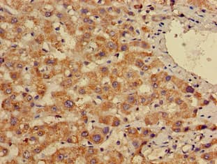 EN2 Antibody