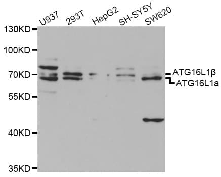 ATG16L1 / ATG16L Antibody