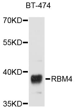 RBM4 / LARK Antibody