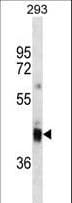 CD7 Antibody (aa34-61)