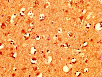 MZF / MZF1 Antibody