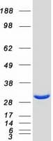 Human PAFAH1B2 Protein (Recombinant Myc-DDK (Flag))