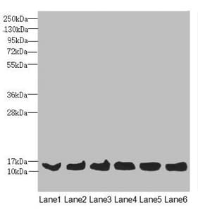 Polyclonal Rabbit anti-Human MAGOH Antibody (WB)