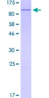 Human RIPK1 / RIP Protein (Recombinant GST)
