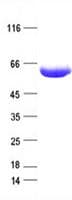 Human STI1 / STIP1 Protein (Recombinant His, N-Terminal)