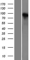 NLGN4X / KIAA1260 Protein (Over-Expression Lysate Myc-DDK (Flag))