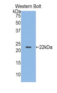 SEMA3F / Semaphorin 3F Antibody (aa604-785)