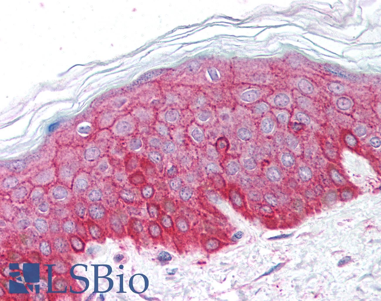 IHC-plus™ ACTB / Beta Actin Antibody