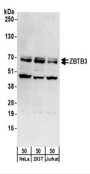 ZBTB3 Antibody (aa524-574)