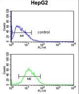 PARP16 Antibody (aa215-244)