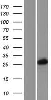 PCGF3 Protein (Over-Expression Lysate Myc-DDK (Flag))