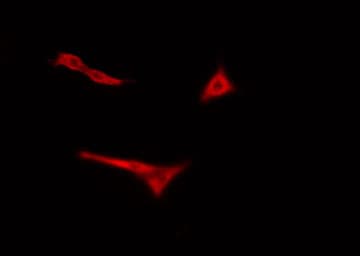 POLR3H Antibody