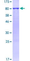 Human BECN1 / Beclin-1 Protein (Recombinant GST, N-terminus)