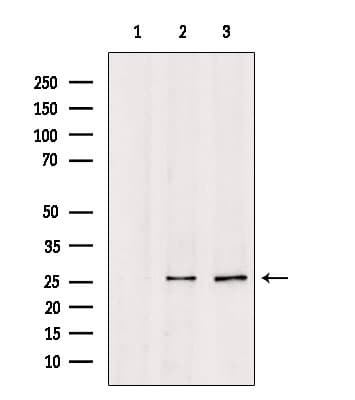 Polyclonal Rabbit anti-Human CO-029 / TSPAN8 Antibody (IF, WB)