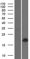 BHLHB40 / HES2 Protein (Over-Expression Lysate Myc-DDK (Flag))