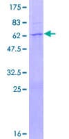 Human CCNB1IP1 Protein (Recombinant GST)