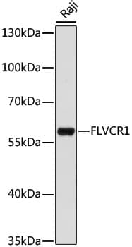 FLVCR / FLVCR1 Antibody