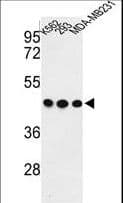 GPA33 / A33 Antibody (aa264-293)