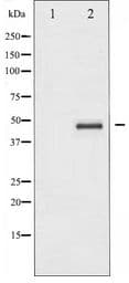 Polyclonal Rabbit anti-Human CREB1 / CREB Antibody (IHC, IF, WB)