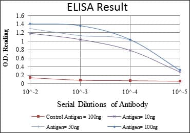 FOXP2 Antibody (clone 5C11A2)