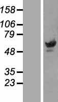 PAX3 Protein (Over-Expression Lysate Myc-DDK (Flag))