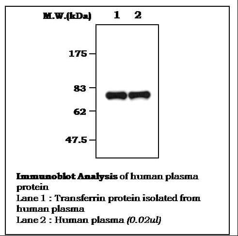 IHC-plus™ TF / Transferrin Antibody