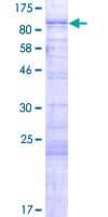 Human FAM71B Protein (Recombinant GST)