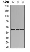 B3GALTL Antibody (C-Terminus)